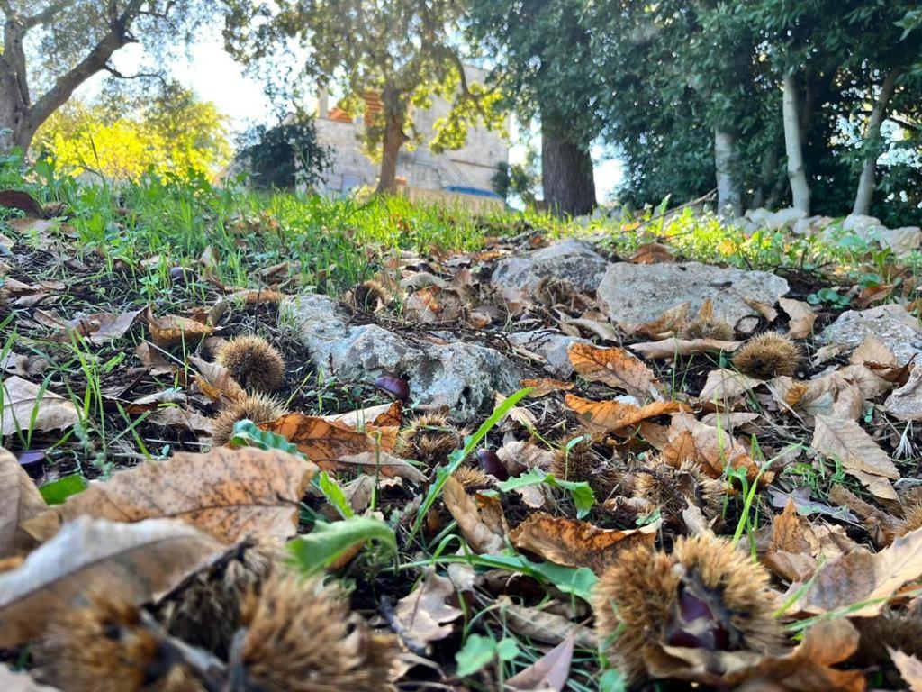 Ferienwohnung Il Trullo E Il Fortino Alberobello Exterior foto